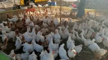 تحديثات الدواجن بمطروح.. سعر كيلو الفيليه يسجل 200 جنيه في تعاملات الأحد